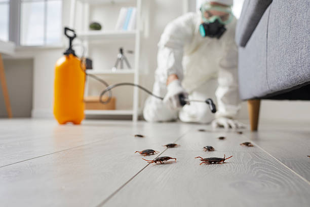 Affordable Termite Control solutions in Apollo Beach, FL